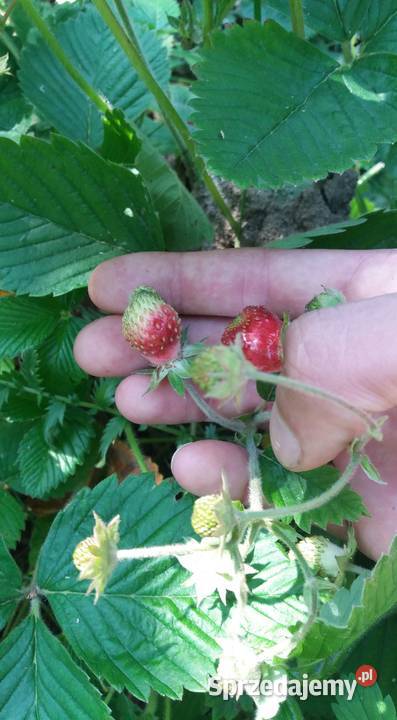 POZIOMKI REGINA RUGIA MIX podkarpackie Jasło