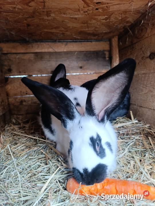 Sprzedam 2 samce srokacz niemiecki Ciasna