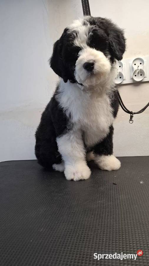 Portugalski pies dowodny szczenięta pieski Makówiec sprzedam