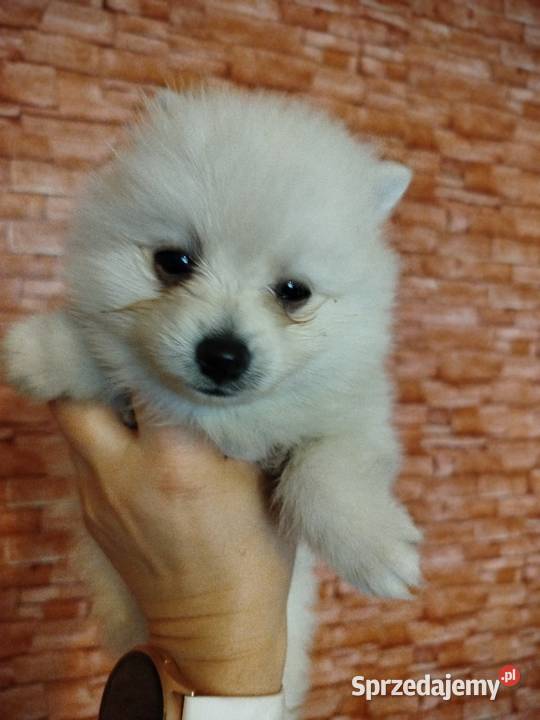 szpic mały do rezerwacji Pozostałe Skalbmierz