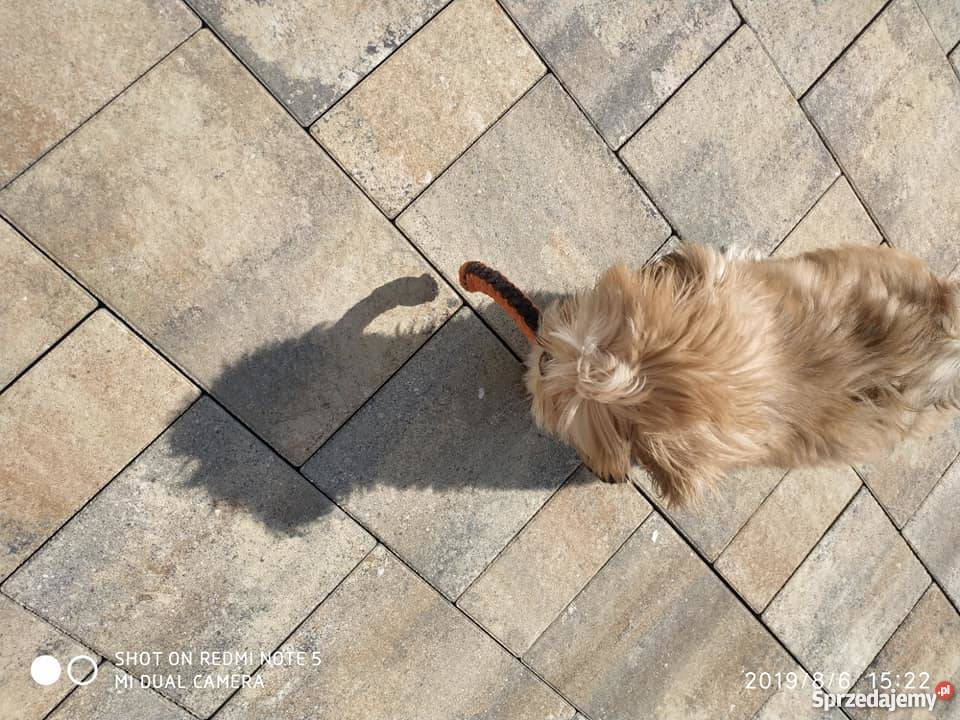 Lhasa Apso Shih Tzu Maltańczyk Bichon Frice