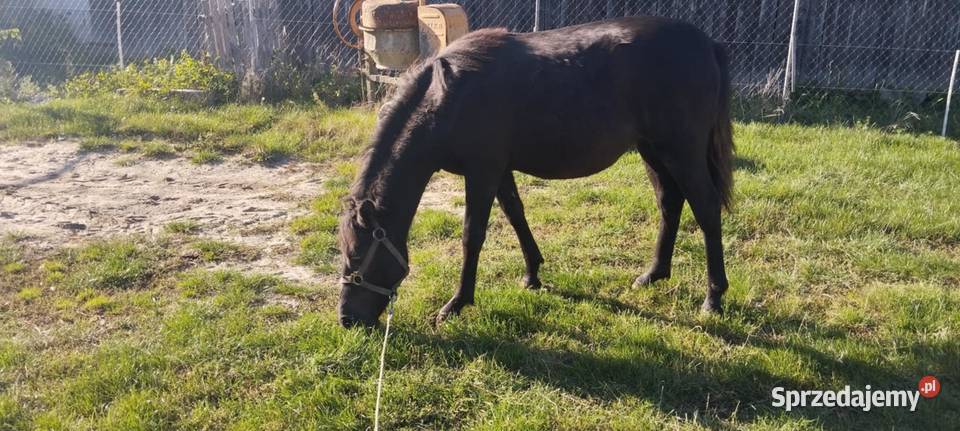 Sprzedam źrebice huculska pełne pochodzenie lubelskie