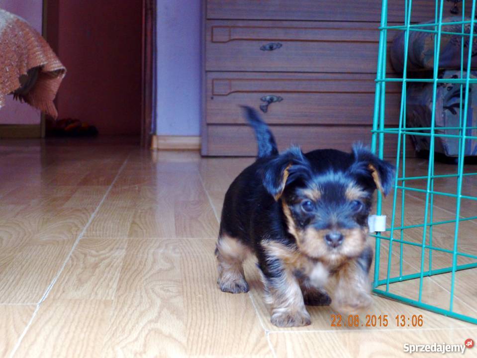 szczeniaki Yorki Psy podkarpackie Sanok