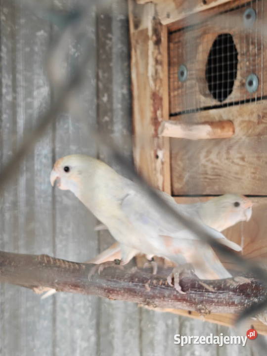 Sprzedam papugi rozella królewska białolica Sochaczew