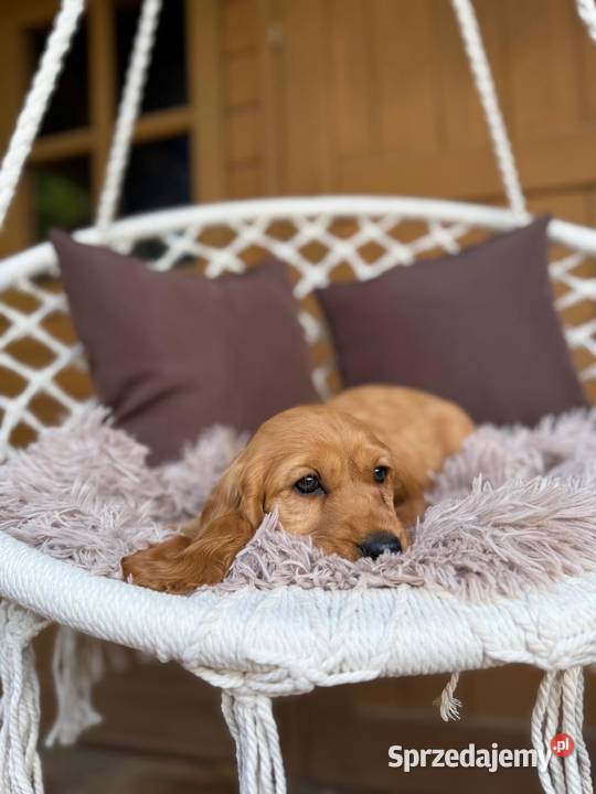 Piękny złoty piesek Cocker Spaniel Angielski