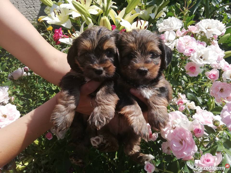 York szczeniaki suczki Radomsko sprzedam