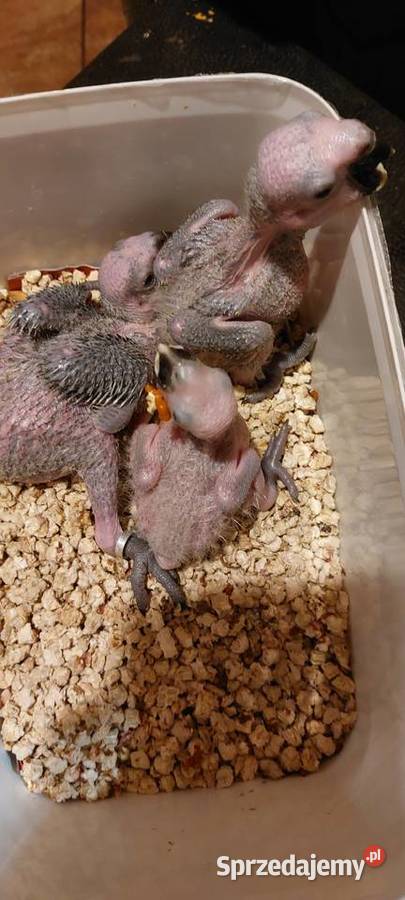 Amazonki niebieskoczelne pisklaki Wodzisław Śląski