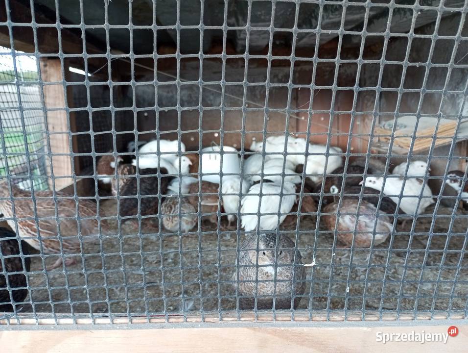 Sprzedam przepiórki Olechów Stary