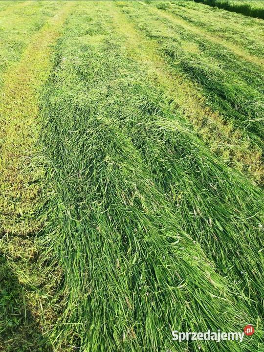 Bele siana słomy sianokiszonki Trawy, słoma Brańsk