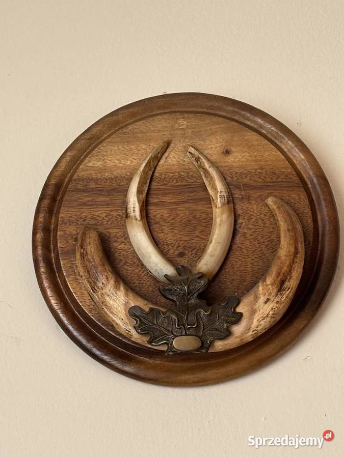 Trofeum łowieckie małopolskie Proszowice