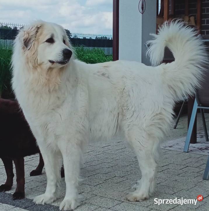 PIRENEJSKI PIES GÓRSKI SZCZENIĘ GOTOWE DO Tczew sprzedam