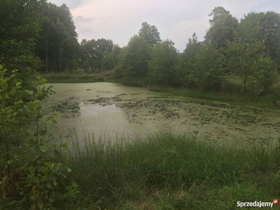 Działka rolnosiedliskowa 50300 m2 Pilicą łódzkie Łęg Ręczyński sprzedam