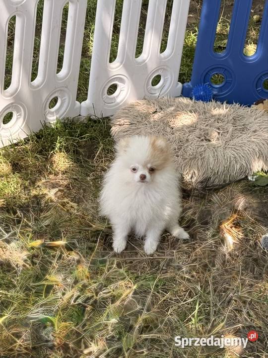 Szpic miniaturowypomeranian Szpic miniaturowy śląskie Zrębice