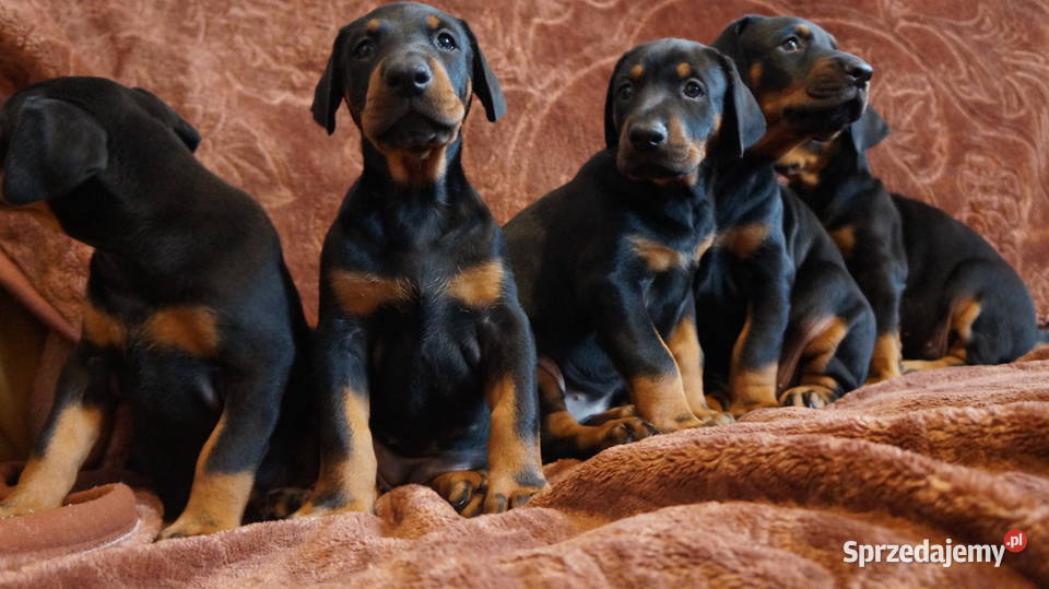 szczeniaki doberman kujawsko-pomorskie Bydgoszcz