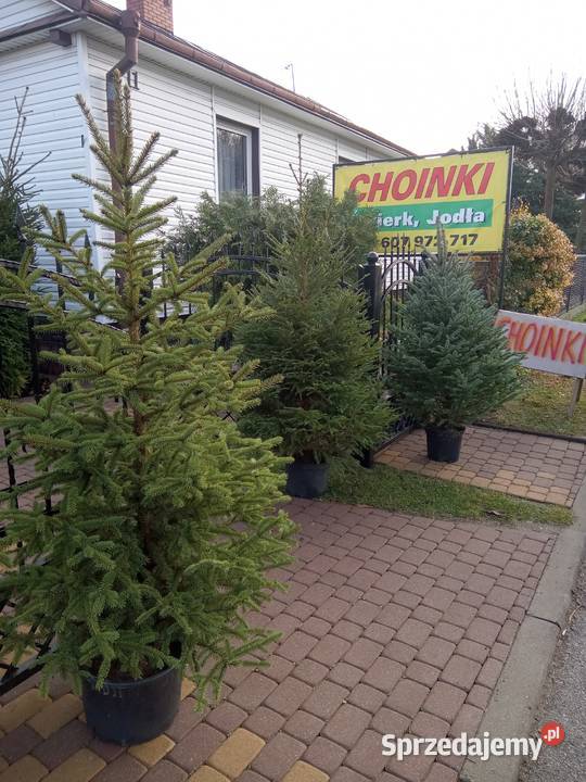 Choinki Świąteczne z własnej plantacji Bełżyce sprzedam