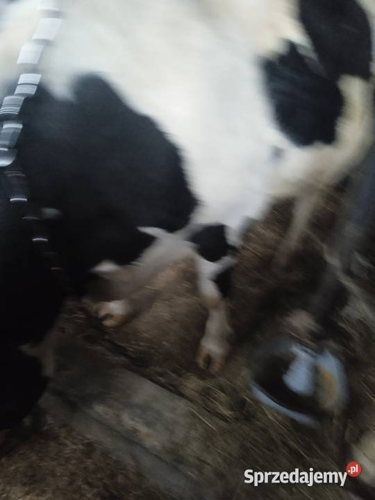 sprzedam jałówkę na wycieleniu Parądzice