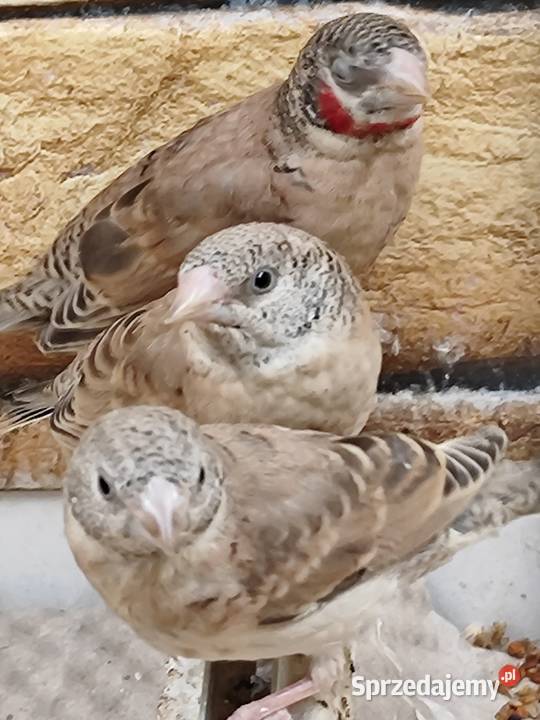 Amadyna obrożna 2025r Astryld Astryldy Myślenice