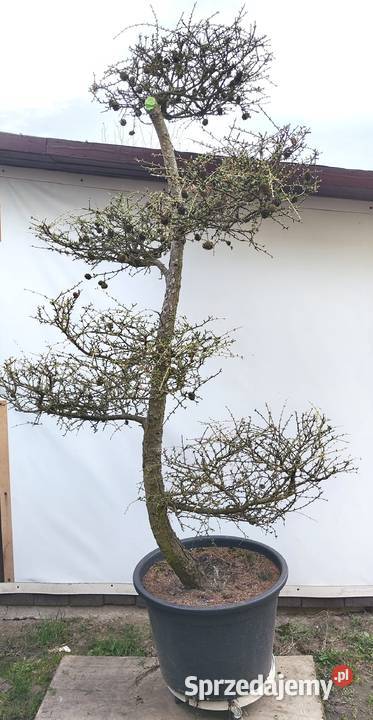 Bonsai Niwaki Modrzew Medynia Łańcucka sprzedam