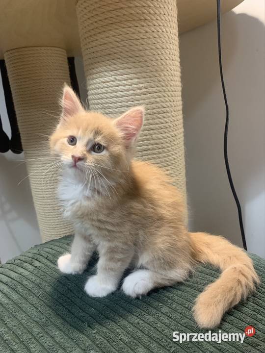 Kocur Maine Coon kremowobiały sprzedam