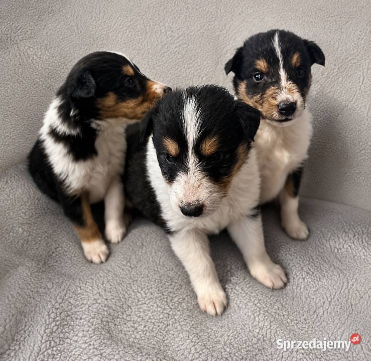 Szczeniaczki Owczarek szkocki Collie Owczarek Iława