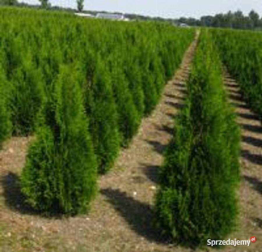 TUJATuje Szmaragd PROMOCJE oferuję transport Rośliny