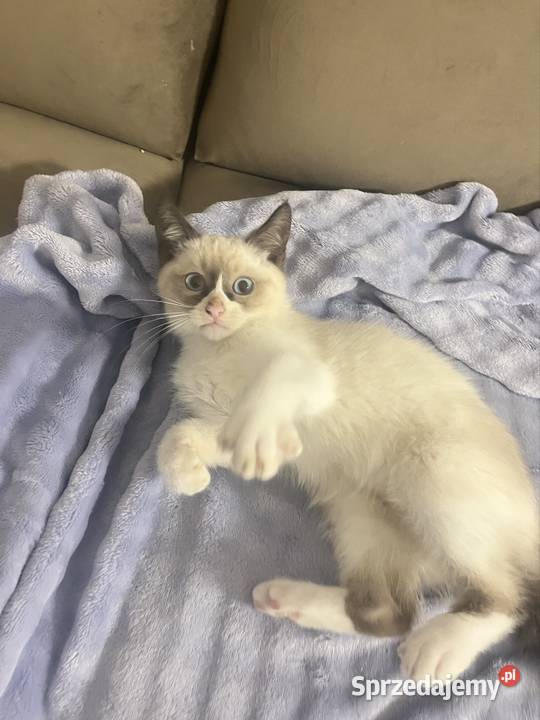 Kotki w typie rasy Ragdoll 13 tygodni kocurki Chełm