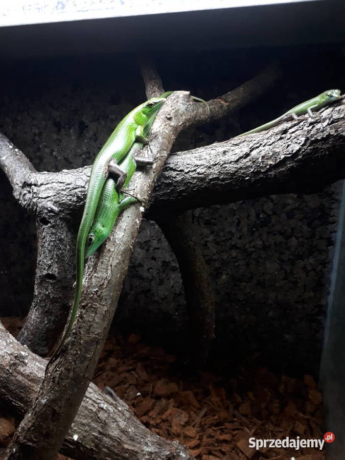 Lamprolepis smaragdina scynk szmaragdowy Kamionki
