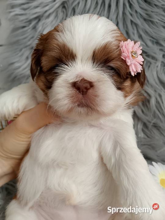 Suczka rasy ShihTzu biało złota Shih Tzu Namysłów