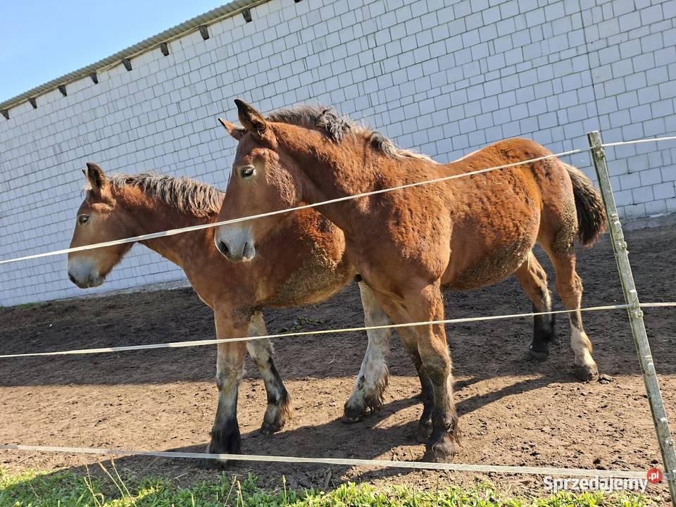 Ogierki zimnokrwiste 6 miesięcy świętokrzyskie Ożarów