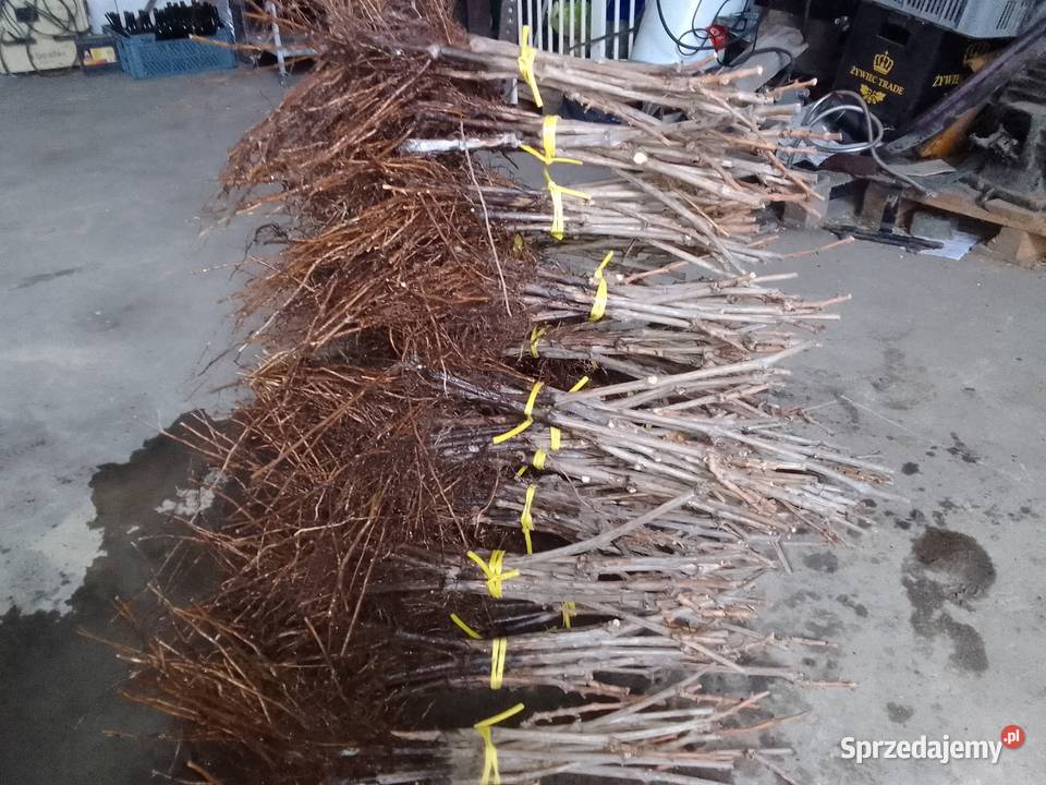 Sadzonki winorosli przerobowej Regent Dornfelder Magierowa Wola