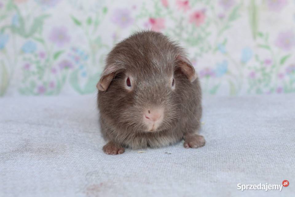 Świnka morskaświnki morskie cavia domowa wielkopolskie Puszczykowo