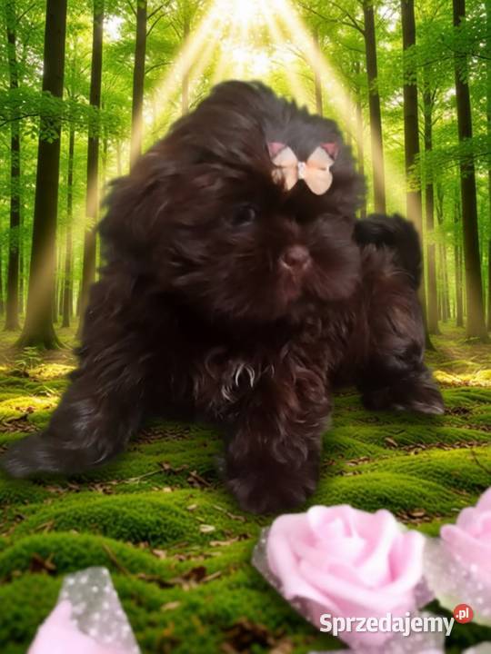 JUŻ DO ODBIORU piękna suczka rasy ShihTzu Kępno