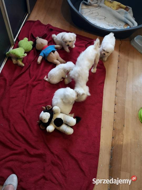 Maltanczyk Przepiękne Szczenięta ODBIÓR