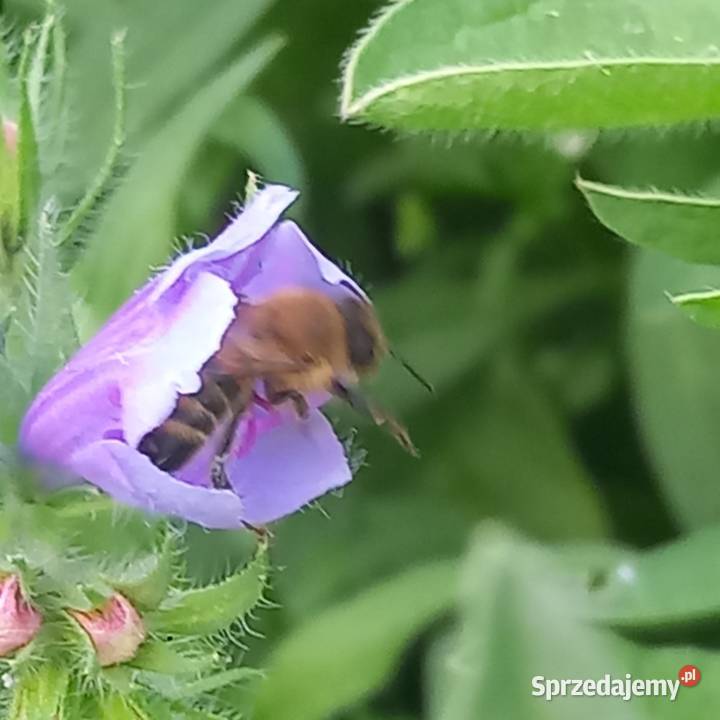 Żmijowiec Babkowaty wielkopolskie Złotów
