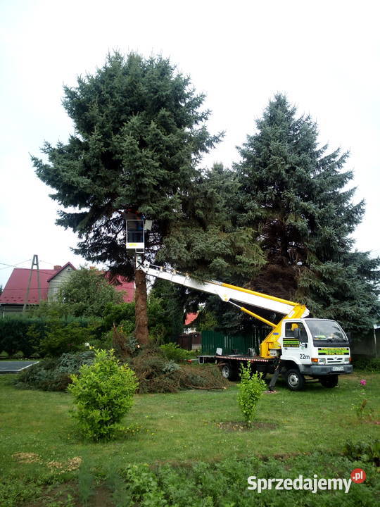 Usuwanie starych niebezpiecznych drzew skracanie Pozostałe usługi Skawina