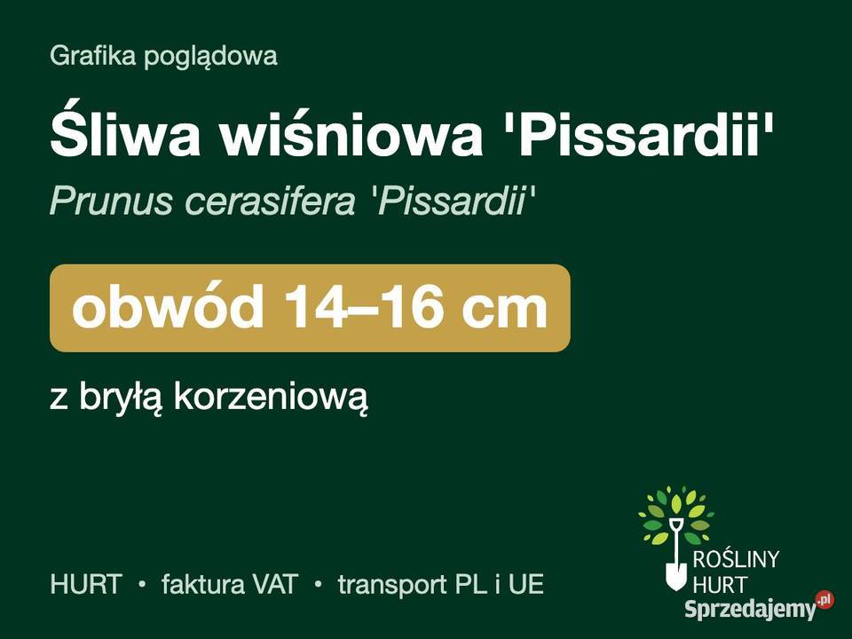 Śliwa wiśniowa Pissardii obwód 1416 z bryłą HURT