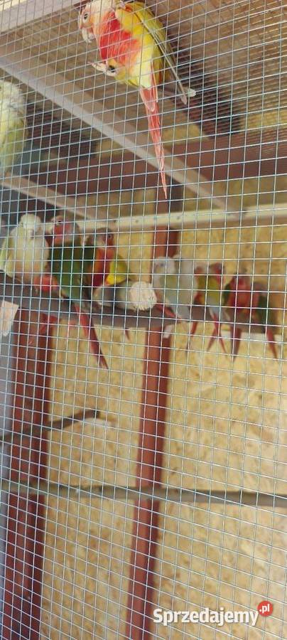 Papugi Rudosterki red face pineple i Monheki Tychy