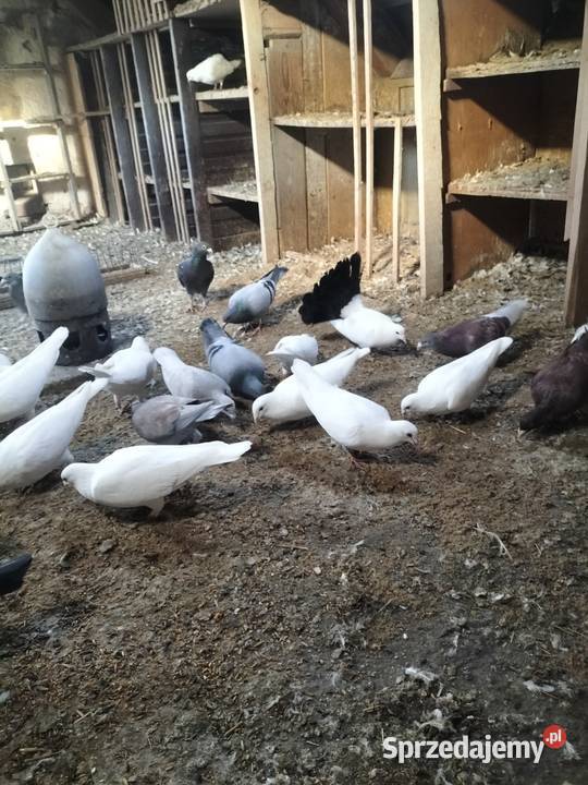 Sprzedam golembie pocztowe Ptaki kujawsko-pomorskie Szubin