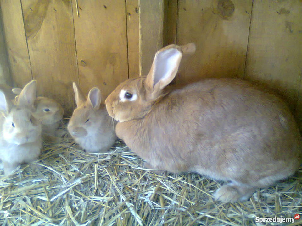 Kroliki Burgundy pomorskie Łapino Kartuskie sprzedam