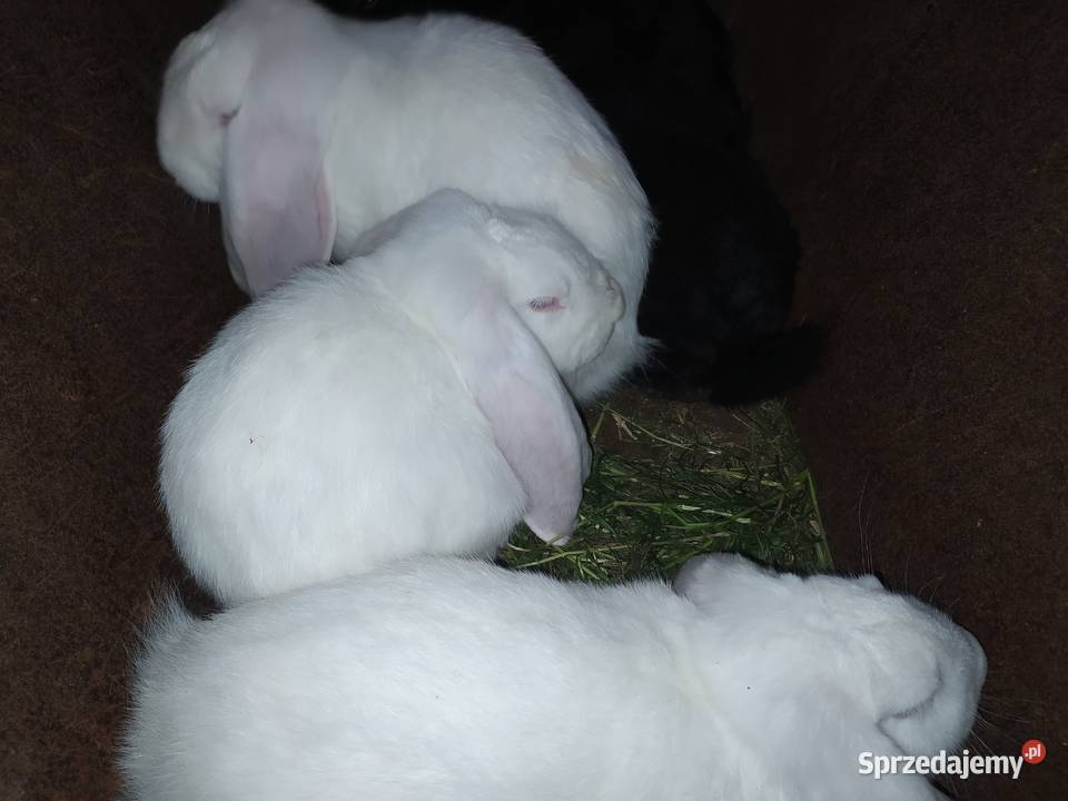 Barany francuskie Szczuczyn