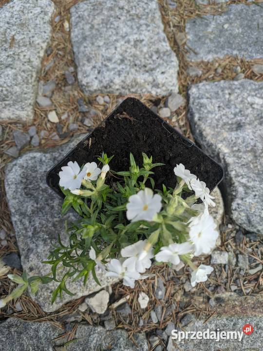 Floks Biały szydlasty