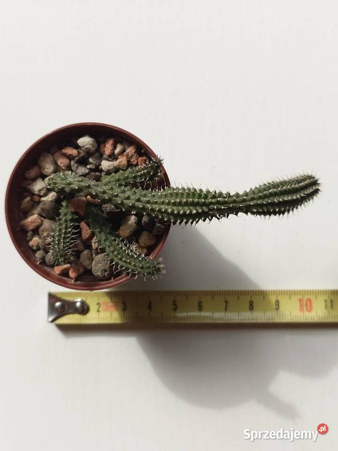 Echidnopsis chrysantha sukulent miniatura Warszawa