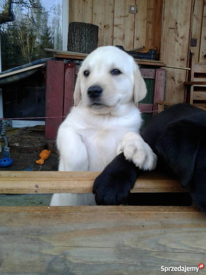 Labradory szczeniaki dwumiesięczne szukają domu Giżycko
