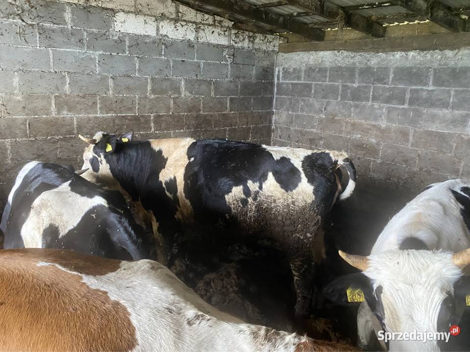 Jałówki cielne Wiele