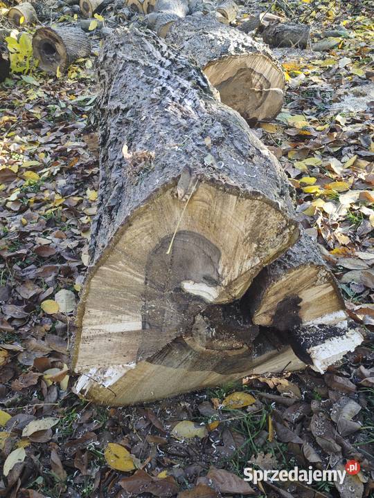 i Orzech włoski o obwodzie 230240 stolarka na sprzedam