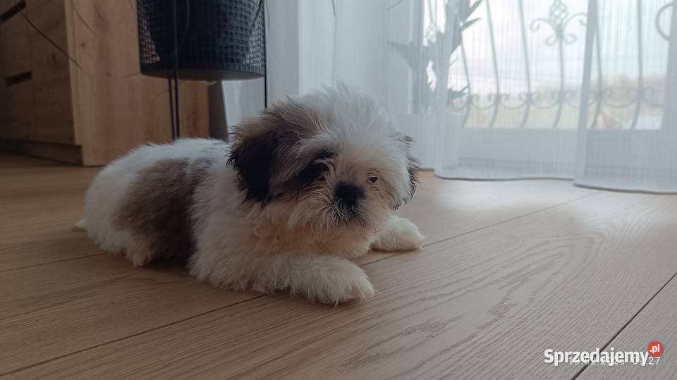 Szczeniaki shih tzu Tarnów