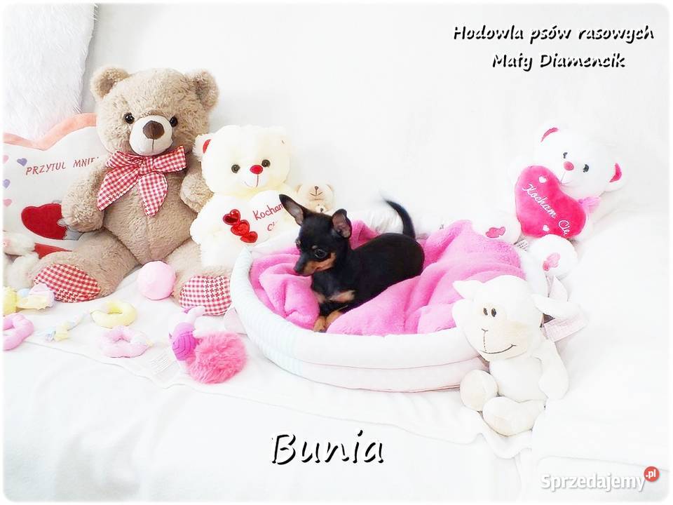 Mini Suczka BUNIA Ratlerek XS Pinczer Żary sprzedam