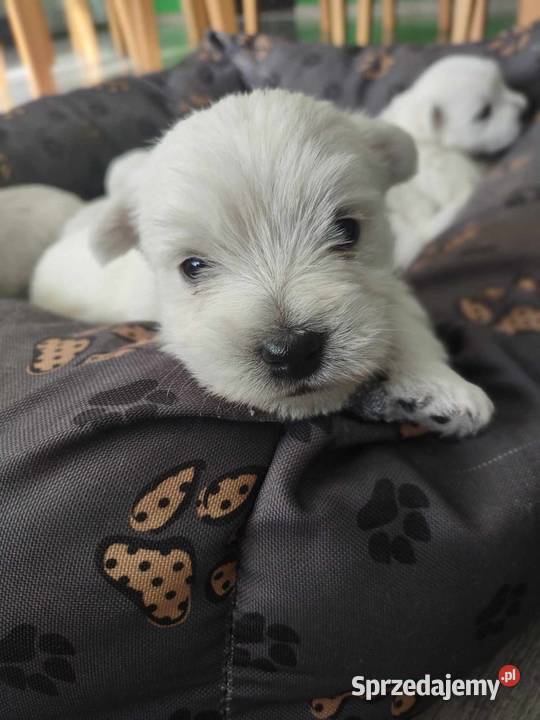 West Highland White Terrier szczeniaki
