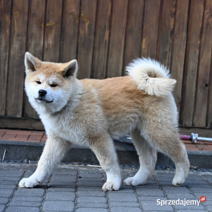 Akita japońska akita inu czerwony samiec ZKwP Częstochowa