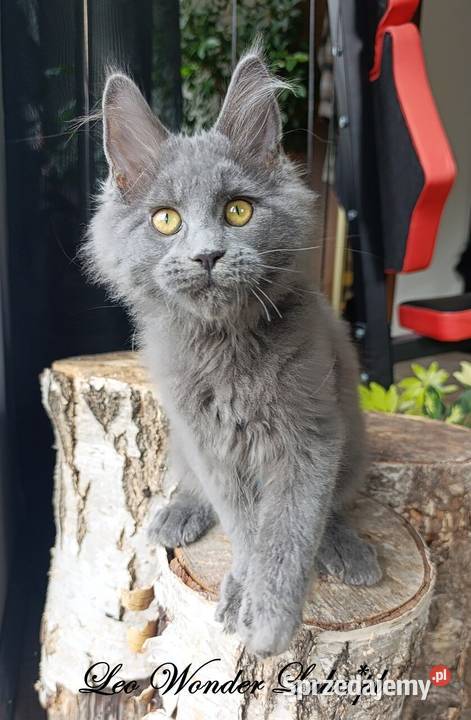 Niebieski Maine Coon FPL Maine Coon